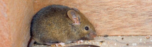 Ne možete da se rešite miševa tokom zime? Baštovanka otkriva neškodljiv trik koji radi