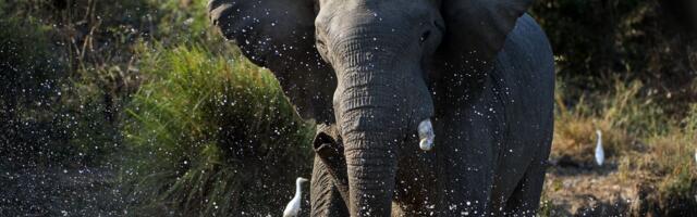 Slon ubio Balkanca na safariju! Krenuo sa ženom u šetnju, kad je džin izleteo iz džungle