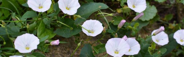 Najgori korov u bašti nije trava: Poponac se širi ispod zemlje, a evo kako da ga konačno suzbijete