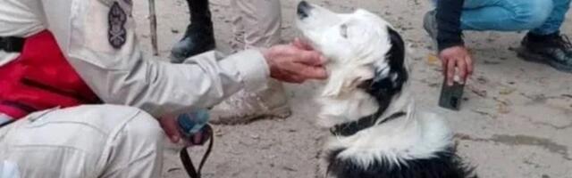 Ovaj pas je najveći heroj: Celoj naciji je postao simbol nade!