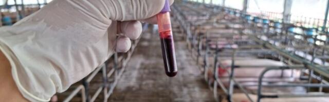 Vojska dignuta zbog afričke kuge: Virus upao na velike farme u Srbiji, situacija ozbiljna