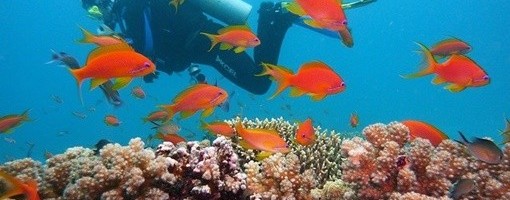 Prvi put posle 120 godina: Nađen ogromni koralni greben