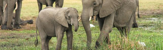 U blatu do kljova (VIDEO)