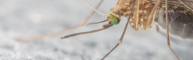 „Četiri minuta je predugo“: Bizaran eksperiment sa 100 gladnih komaraca otkrio tajne leta krvopija (ANKETA)