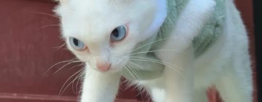 Iznervirana mačka osvojila internet: Upoređuju je sa likovima iz animiranih filmova, evo šta je naljutilo (VIDEO)