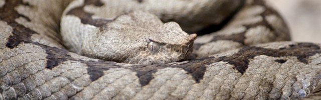 (VIDEO) Ovo je baš uvrnuto: Pogledajte od čega prave maske na Floridi!