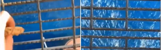 Bacio je komadić hrane sa naftne platforme u vodu i scena koja je usledila je uplašila ljude: Posle ovoga mnogi neće u more