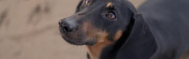 Pas je postao čovekov najbolji prijatelj mnogo ranije nego što se mislilo: naučnici