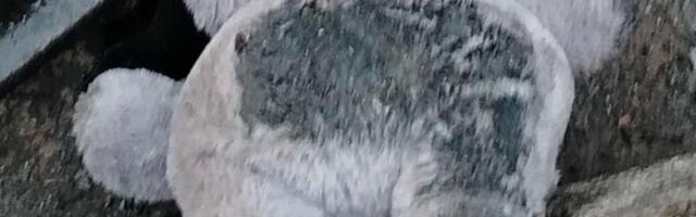 Srce da pukne! Na mestu jezivog udesa u Kaluđerici ostao samo sivi meda... Iza zgažene igračke krije se strašna istina o policijskoj poteri! (FOTO)