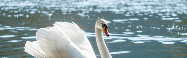Магнетна револуција у пречишћавању воде