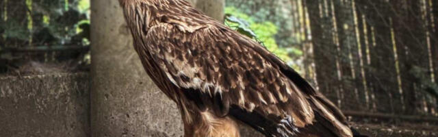 Феликс војним авионом стигао у Србију