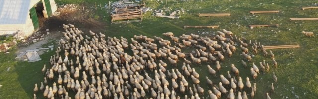 Najveće stado ovaca na Balkanu: Kurtagići čuvaju preko hiljadu grla