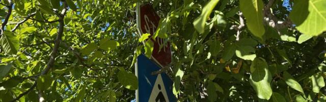 Foto-vest: Znak stop skriven u granju u Studeničkoj u Nišu