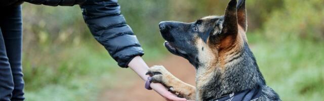 Nemački ovčar jak partner, pudla emotivni radar: Pet rasa pasa koje se PONAŠAJU kao LJUDI