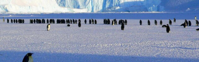 ​Птичји грип прети фауни Антарктика