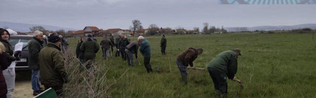 Sadili sadnice bagrema u Lipovici