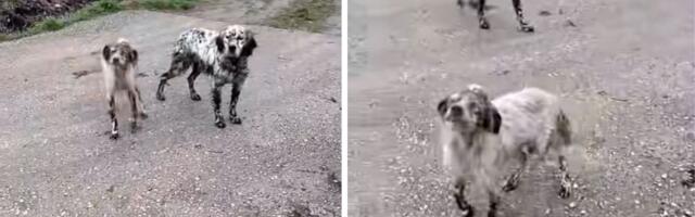 Alarmantni apel: Dva engleska setera izbačena u selu iza Cera, jedan pas kost i koža, izbijeno mu oko