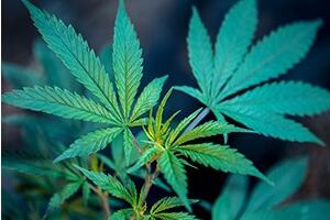 Младић из Мионице купио конопљу на трафици и за то добио оптужни предлог – ко је крив