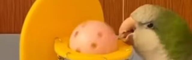 Krijumčario zaštićene vrste papagaja! U šteku mu našli 23 ptice