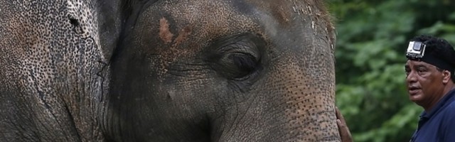 Najusamljeniji slon na svetu dobio dozvolu za premeštaj iz Pakistana, a evo gde će ga smestiti