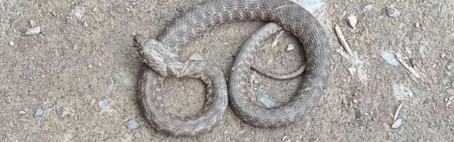 Pojavile se zmije širom Srbije! Zmijolovac otkrio kad se tačno bude iz zimskog sna, a najviše ima ovih vrsta!