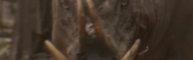 Jeziva pojava vreba iz šuma - "đavolja pacovska svinja" uteruje strah u kosti (FOTO/VIDEO)