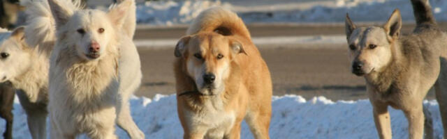 UŽAS U SREBRENIKU: Psi lutalice napali devojku, izujedali je po celom telu!