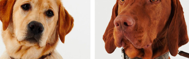 Fendi aksesoari za kućne ljubimce