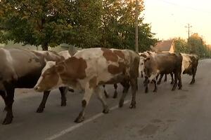 Све мање музних крава