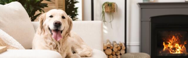 5 najboljih načina da naučite psa da ostaje sam kod kuće