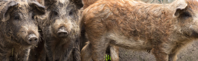 Milijarder Elon Mask počeo čipovanje životinjskih mozgova