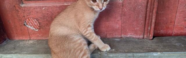 Šta znači kada se mačka lutalica pojavi na vašem kućnom pragu? Nemojte je terati