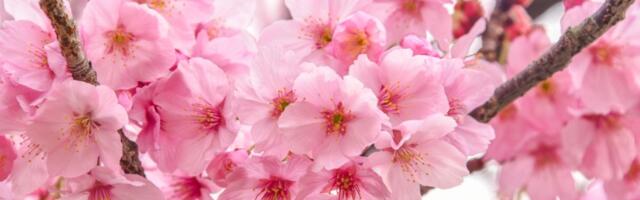 Prekrasna drevna biljka privlači novac u kuću! Odmah je posadite u DVORIŠTU (FOTO)