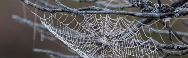 Tajna snage paukove mreže: Prirodna nit jača od čelika