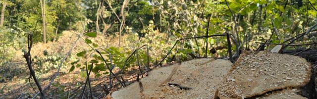 SSP: Ponovo pokrenut plan gradnje i seče drveća u Košutnjaku