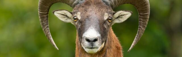 9 MUFLONA STIGLO U LJUBOVIJU: Uživaće u divljoj i netaknutoj prirodi, sledeći veliki cilj naseljavanje divokoze u kanjon Trešnjice