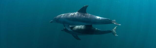 Naučnici stavili GoPro kamere na 6 delfina: Šokantni snimci otkrili da imaju MRAČNU STRANU