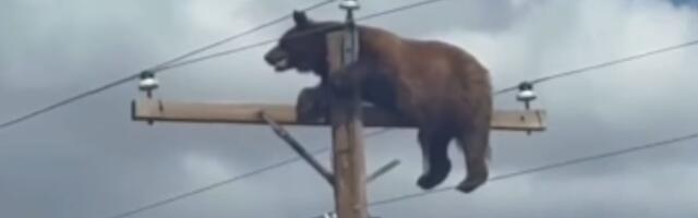 NESTVARNA SCENA Medved "zaglavljen" na banderi, ali priča ima tužan kraj