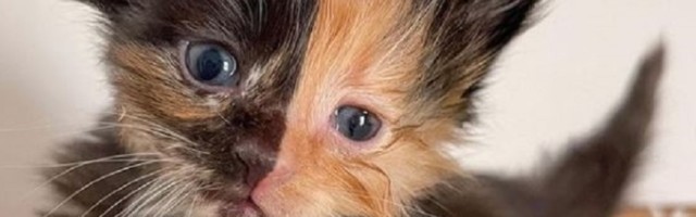 Mače zvano Kajsija može biti himera, stvorena od dva embriona spojena u jedno telo!