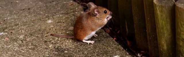 Прво истраживање на сисарима: Рођено 168 мишева зачетих спермом из свемира