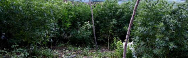 MUP: Otkriven zasad sa 750 kilograma marihuane, tri osobe uhapšene