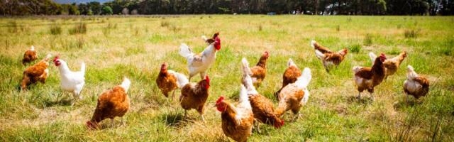 U zatvor jer je nasmrt preplašio komšijine kokoške