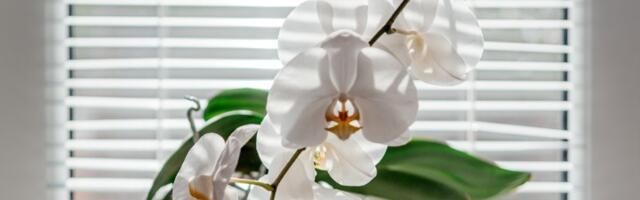 Potrebna vam je JEDNA STVAR da bi vam orhideje cvetale kao LUDE