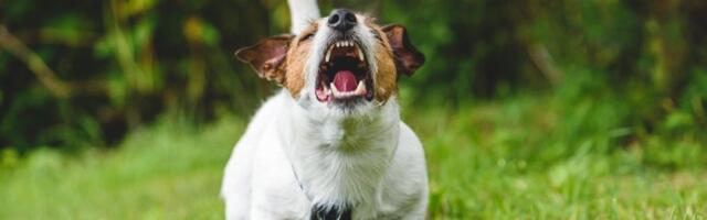 5 pasa koji najčešće ujedaju: Jedna rasa posebno iznenađuje (FOTO)