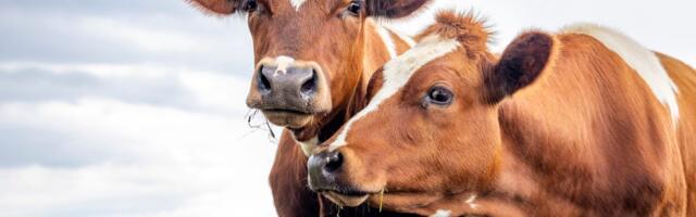 Krave zaista imaju najbolje prijatelje:Istraživanja pokazuju da biraju društvo i osećaju stres pri razdvajanju