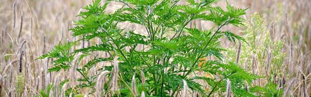 Stiže sezona ambrozije: Vlasnici u obavezi da uklone opasni korov sa svojih parcela