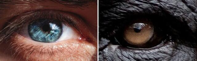 Zašto su ljudi jedini primati sa belim beonjačama?