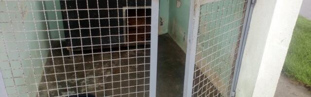 UZNEMIRUJUĆI SNIMAK IZ OKOLINE ŠAPCA: Pas jede mrtvog psa u azilu, scena je stravična, meštani zvali policiju