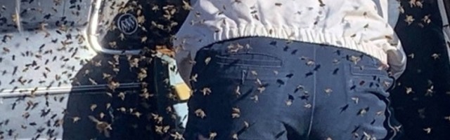 Vatrogasac je spasio čoveka od ogromnog roja pčela koje su se za tren oka pojavile na zadnjem sedištu!