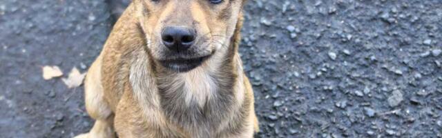 Udomi, ne kupuj: Mališa je jedina iz legla preživela opaki parvovirus